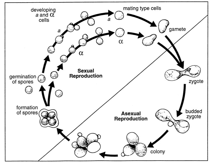 Reproductive Strategies And Carrying Capacity Team Turn Up Terrarium™ 7752