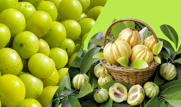 original garcinia cambogia