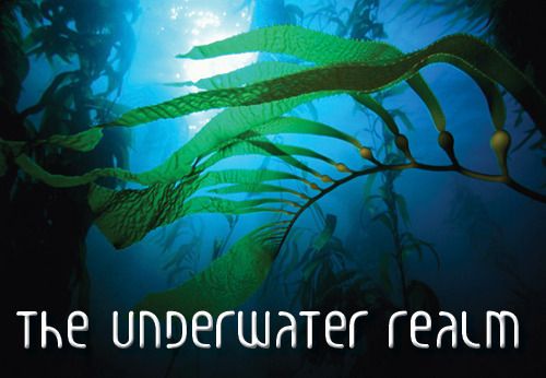  photo Margaret Cohen Underwater Realm_zps1v6cghlh.jpg