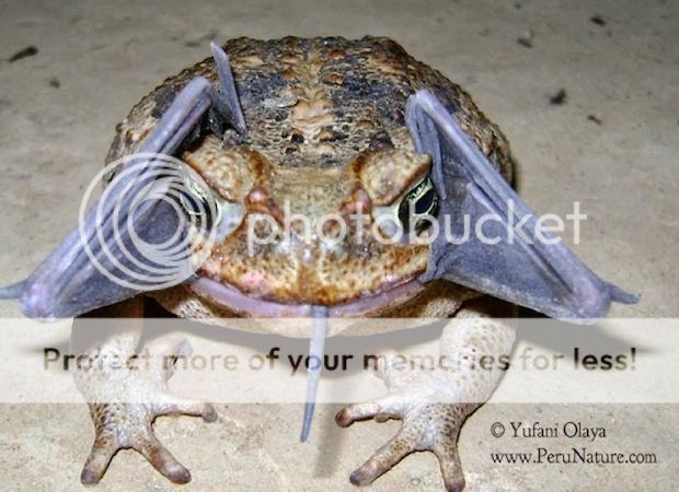 cane-toad_zps93aa23cd.jpg